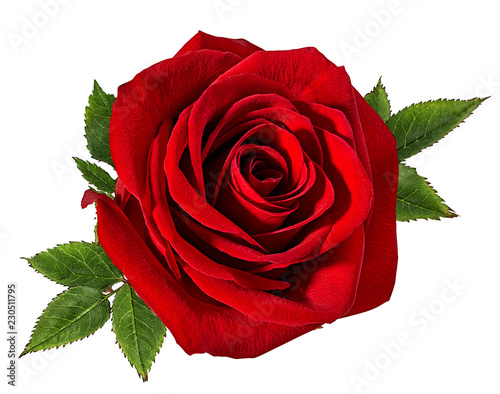 Photo Fresh beautiful rose isolated on white background with clipping path