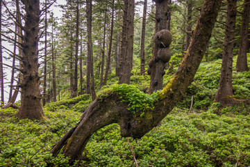 Wall Mural - Green thickets in the forest. Cape Falcon Trail, Oswald State Park, Oregon, USA