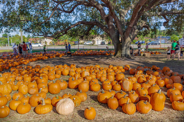 tropical pumpkin patch underneath an old large tree where people gather.