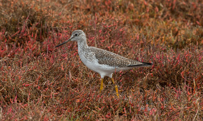 Shore Bird