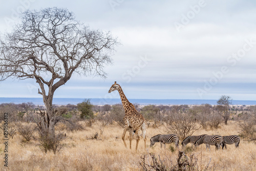 Vászonkép Giraffe in Kruger National park, South Africa