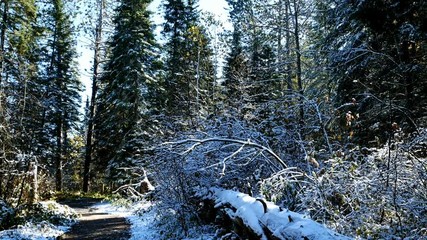 Wall Mural - Large fallen tree along Schoolcraft hiking trail in Itasca State Park in Minnesota at the Mississippi River headwaters.