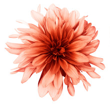 Dahlia Light Red Flower White  Background Isolated  With Clipping Path. Closeup. With No Shadows. Nature.