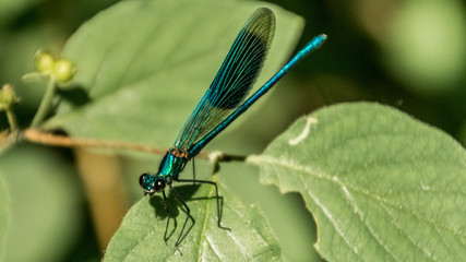 Macro of dragonfly on leaf