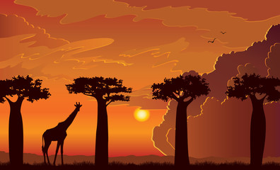 Poster - Giraffe, baobabs tree, sunset, africa