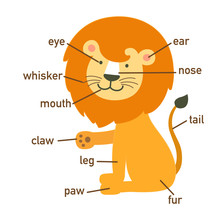 Illustration Of Lion Vocabulary Part Of Body.vector