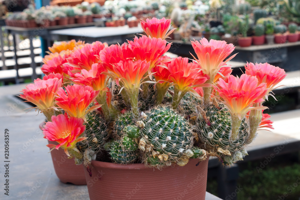 Pink yellow cactus flower blossom ( Lobivia cactus ) Stock Photo | Adobe  Stock