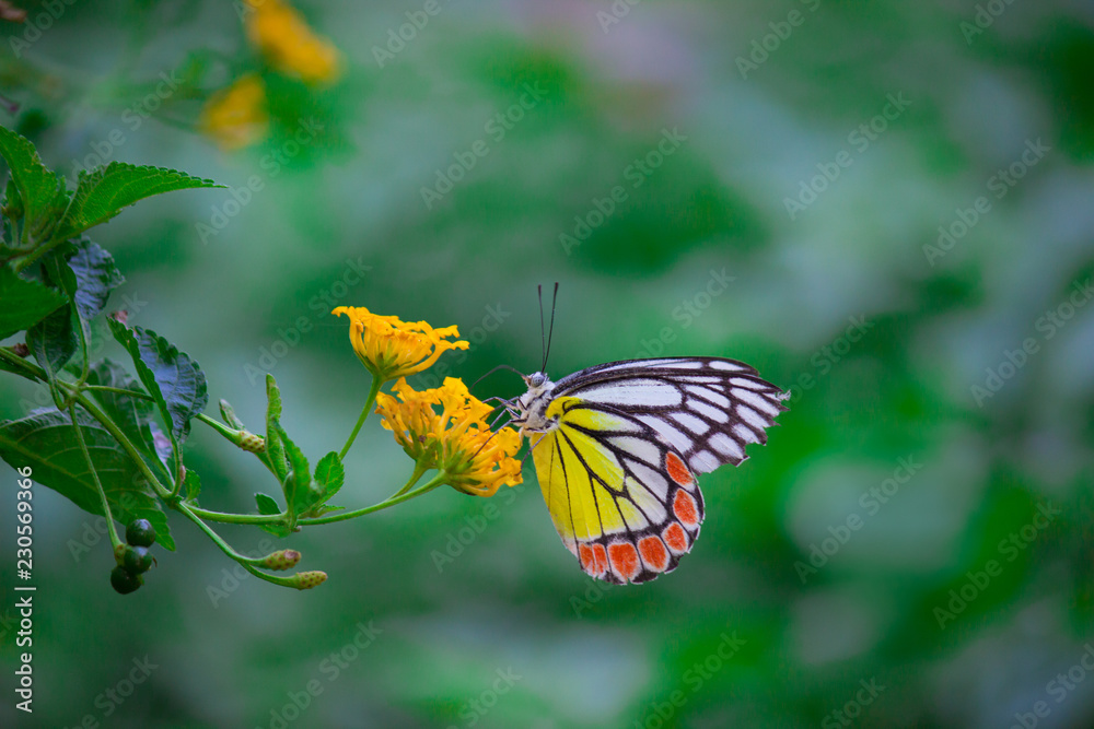 Pierid Delias eucharis, the common Jezebel, is a medium-sized pierid butterfly ...