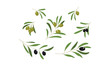 Olive branches with leaves and olives set vector Illustration on a white background