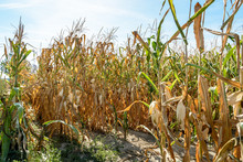 Drought Hits Corn Crop. Corn Plants In A Field Suffering From Drought During A Hot, Dry Summer In The Countryside.