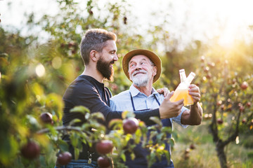 Wall Mural - A senior man with adult son holding bottles with cider in apple orchard in autumn.