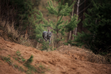 Wall Mural - Thai ridgeback hovered in the jump over the edge of the forest