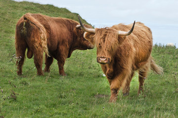 Wall Mural - two scottish Highlander on the grass dike
