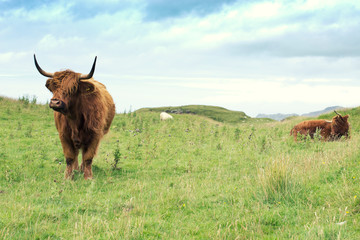 Wall Mural - Hairy scottish highlander in natural scape on a cloudy day