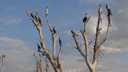 Many Birds Cormorants Sitting On The Dry Branches Of A Submerged Dead Trees