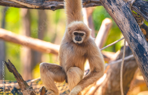 Image Of A Gibbon Swing On Trees Wild Animals Beautiful