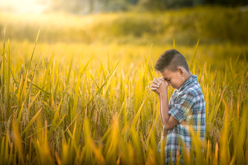 Wall Mural - Boy praying in rice field.