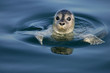 Common Seal Portrait