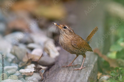 Fotografie, Obraz Zaunkönig (Troglodytes troglodytes) Altvogel mit Spinne im Schnabel