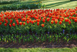 Kaufmanniana Early Harvest tulips grown in the park.  Spring time in Netherlands.