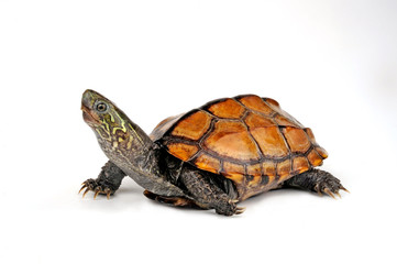 Wall Mural - Chinesische Dreikielschildkröte (Mauremys reevesii) - Chinese pond turtle