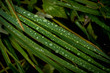 Green grass with rain drops