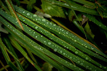 Green Grass With Rain Drops