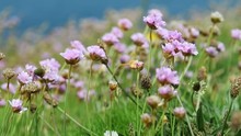 Sea Thrift ( Sea Pinks ) Blowing In The Wind On Cliffs Above Newquay, Cornwall.