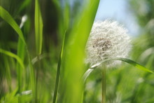 White Dandelion On Blurred Green Grass Background