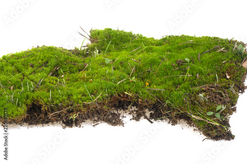 Fotomural piece of moss on a white background