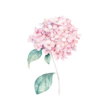 Watercolor Hand Drawn Illustration. Flower Hydrangea Print. Botanical Isolated Design