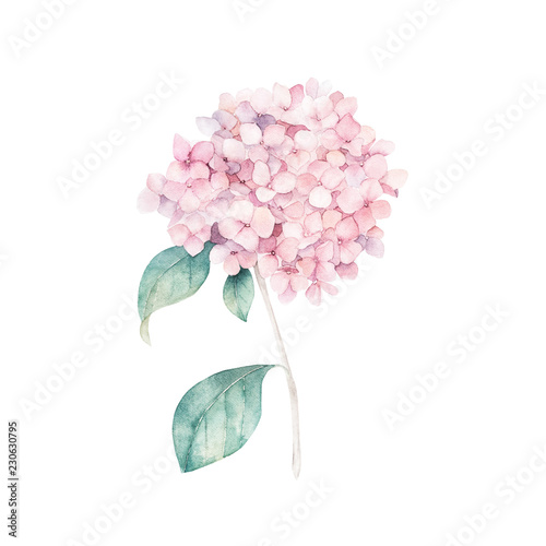Watercolor hand drawn illustration. Flower hydrangea print. Botanical isolate...