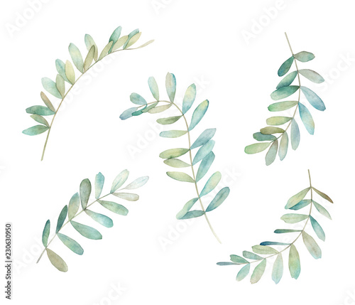 Watercolor eucalyptus  branch. Botanical greenery set. Isolated images on whi...