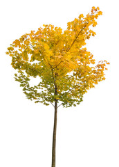 Poster - small yellow and green autumn maple on white