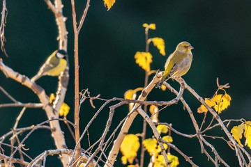 Birds on the autumn birch tree branches.