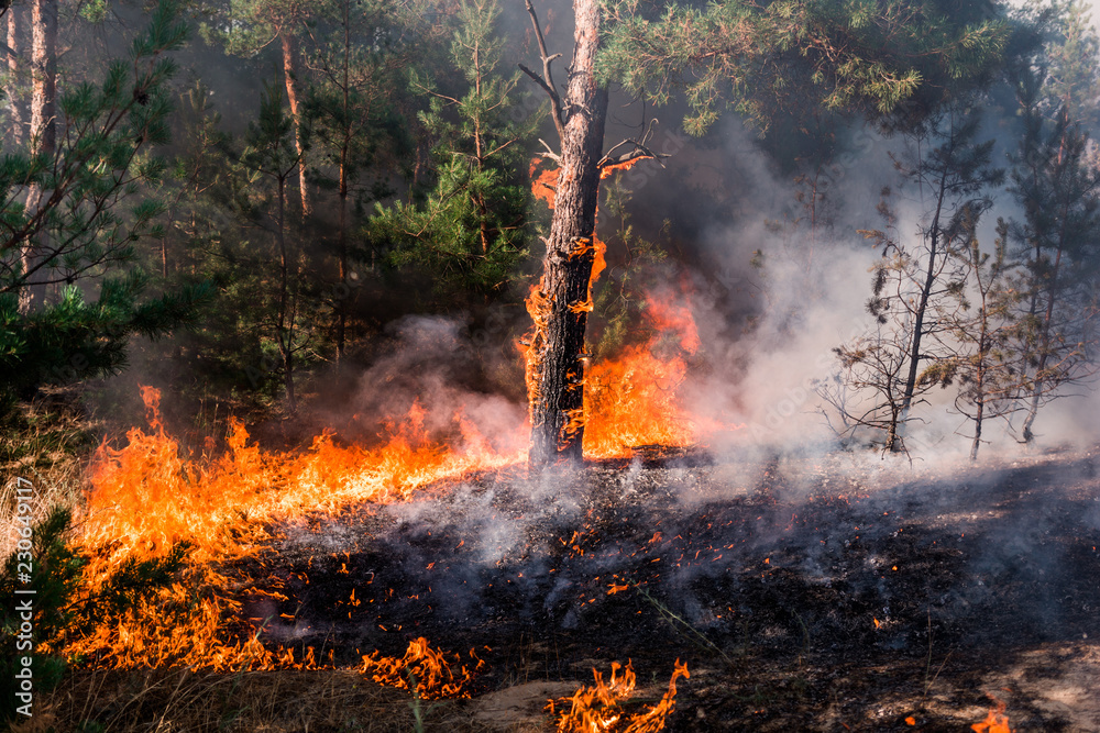 fire. wildfire at sunset, burning pine forest in the smoke and flames ...