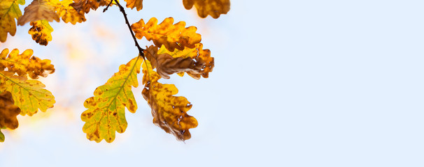 Wall Mural - Oak tree autumn foliage on soft blue background. Beautiful brown yellow leaves nature landscape. shallow depth of field. copy space