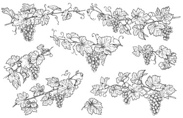 Wall Mural - Hand Drawn Grape Branches Set