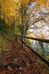 Sticker - Natiral trial in autumnal forest
