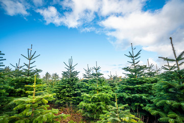 pine tree plantation with small trees