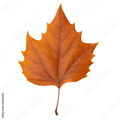 sycamore brown autumn leaf