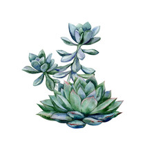 Watercolor Succulents, Green Bouquet, Echeveria Illustration, Botanical Painting Of Dudleya And Zwartkop. Sempervivum Art. Elements For Design Of Invitations, Movie Posters, Fabrics. 