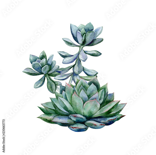 Watercolor succulents, green bouquet, echeveria illustration, botanical paint...