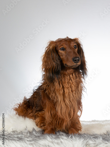 Longhaired Dachshund In A Studio Image With White Background