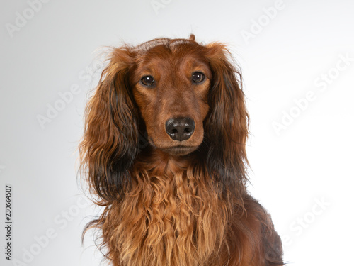 Longhaired Dachshund In A Studio Image With White Background