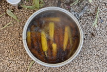 Cooking Corn In A Vat Of Water