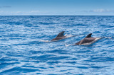 Fototapeta Morze - Couple de baleines pilotes nageant dans l'océan