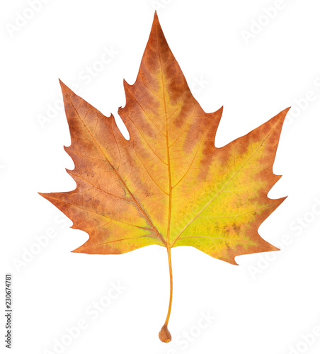 sycamore brown autumn leaf