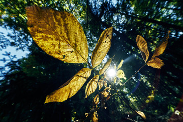 Wall Mural - Autumn coloured leaves with green and brown tint hanging on a tree while the sun is shining trough