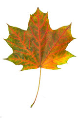 Canvas Print - maple autumn leaf bright on white background